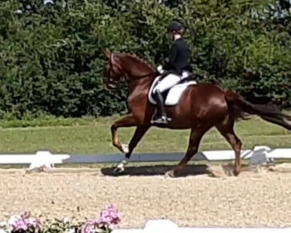 dressage horse Fleetwood Mac 19 (Hanoverian, 2012, from Fürst Nymphenburg)
