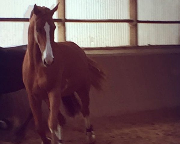 horse Campino (Westphalian, 2011, from Colestus)