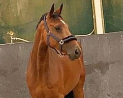 broodmare Cadanita van Der Beeke (Hanoverian, 2014, from Cadanos)