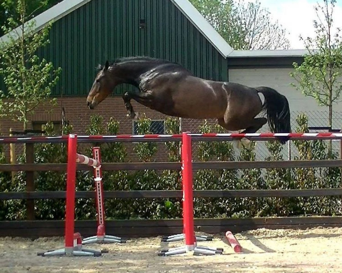 Springpferd Hazel (KWPN (Niederländisches Warmblut), 2012, von Glasgow van het Merelsnest)