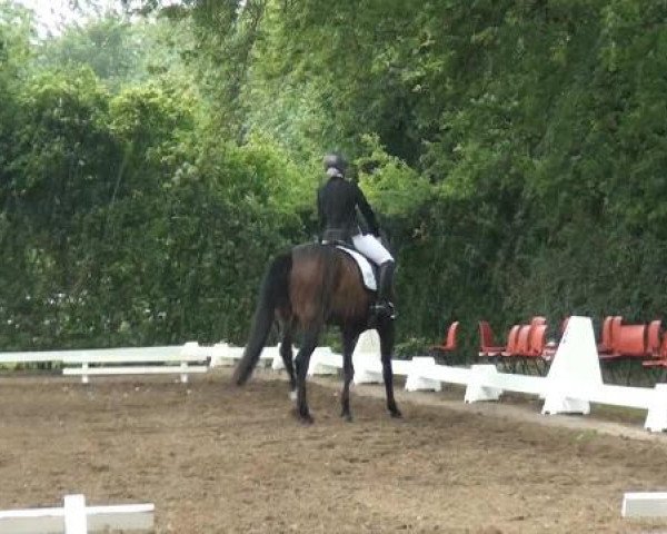 Reitturnier Willich-Anrath-Neersen 2015