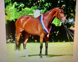 broodmare BB Graziella (Holsteiner, 2014, from Casall Ask)