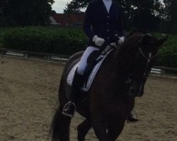 dressage horse Farabella 7 (Oldenburg, 2009, from Swarovski)