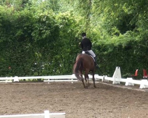 Reitturnier Willich-Anrath-Neersen 2015