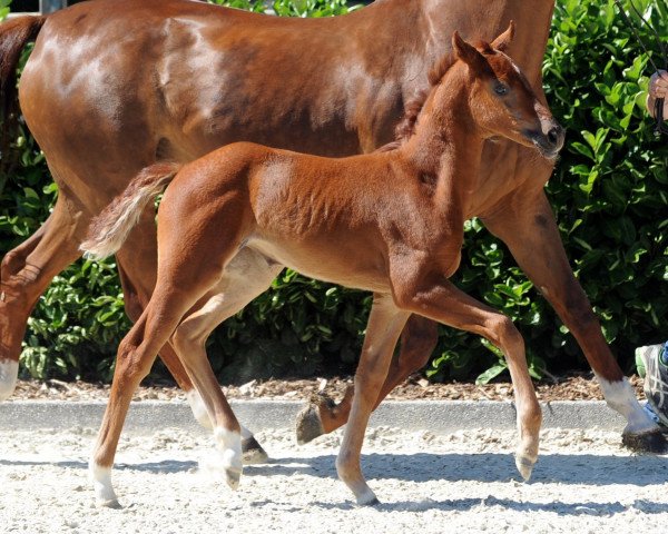 broodmare Fleur (Westphalian, 2018, from For Final)