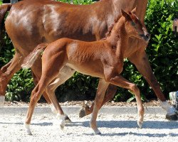 broodmare Fleur (Westphalian, 2018, from For Final)