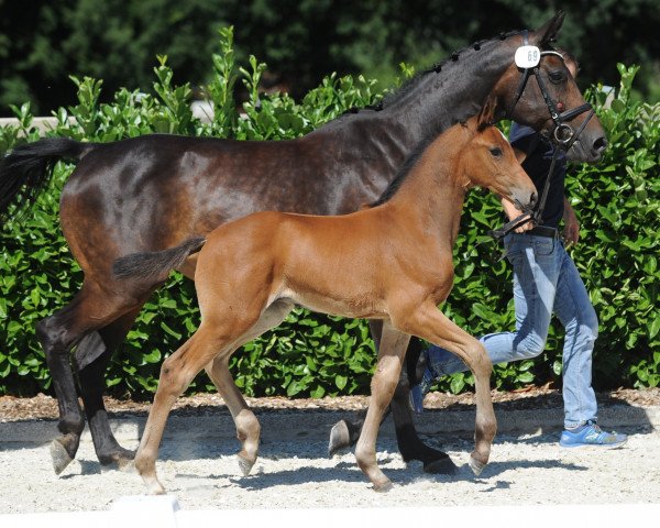 dressage horse Columbus Norderney (Westphalian, 2018, from Champagner)