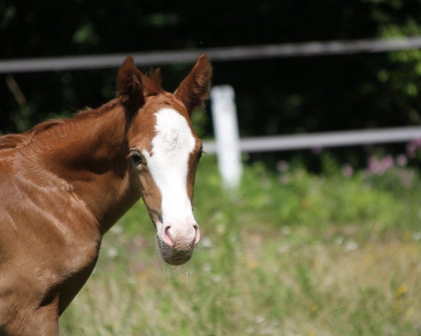 horse Südpfalz Nevio (German Riding Pony, 2020, from Notting Hill 2)