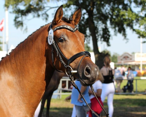broodmare Hillary ZV (German Riding Pony, 2016, from Kachunga)