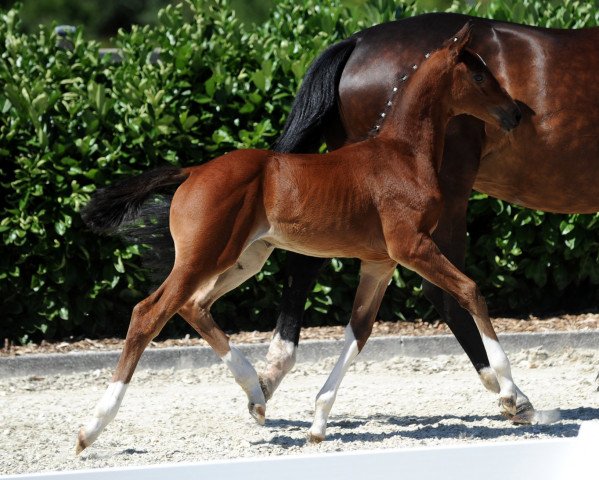 Pferd Farina 1078 (Westfale, 2018, von For Final)