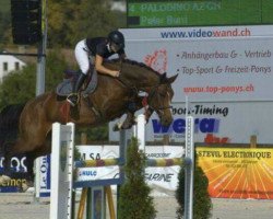 broodmare Zara VIII (Holsteiner, 2007, from Catoki)