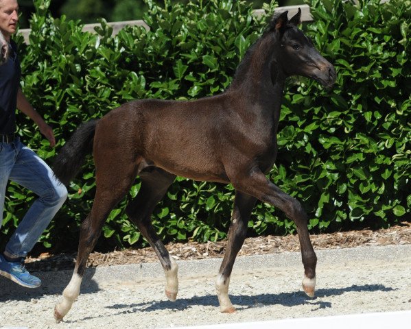 horse Hengst von For Final (Westphalian, 2018, from For Final)