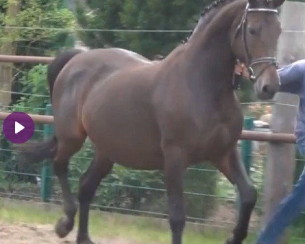 Zuchtstute Rapa Nui (Hannoveraner, 1999, von Rubinstein I)