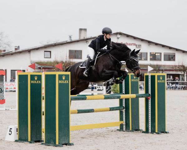 Jumper Cleo 255 (Holsteiner, 2014, from Calinello)