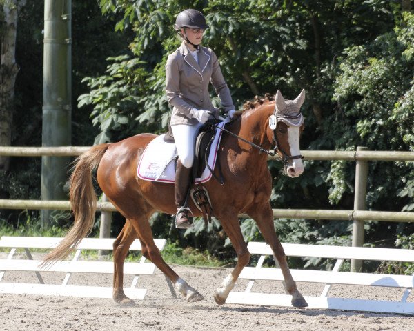 Dressurpferd Imojita (Kleines deutsches Reitpferd, 2007, von Windsor N)
