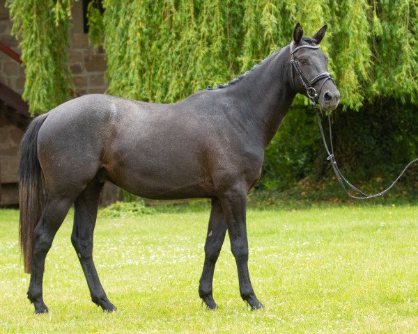 horse Königstreu (Trakehner, 2017, from Interconti)