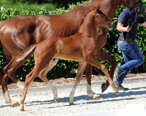 horse Hengst von For Final (Westphalian, 2018, from For Final)