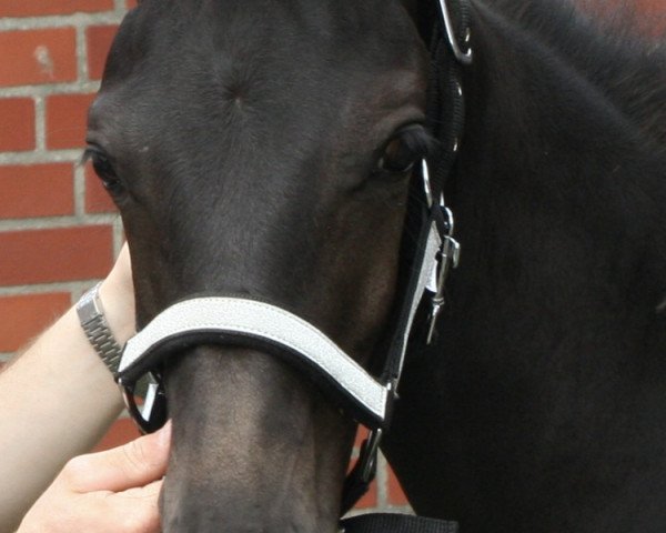 Pferd First of April T (Westfale, 2019, von Fantastic)