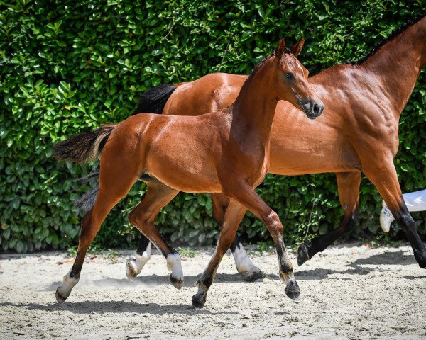 Pferd Casallca ZFK (Schweizer Warmblut, 2017, von Casalco)