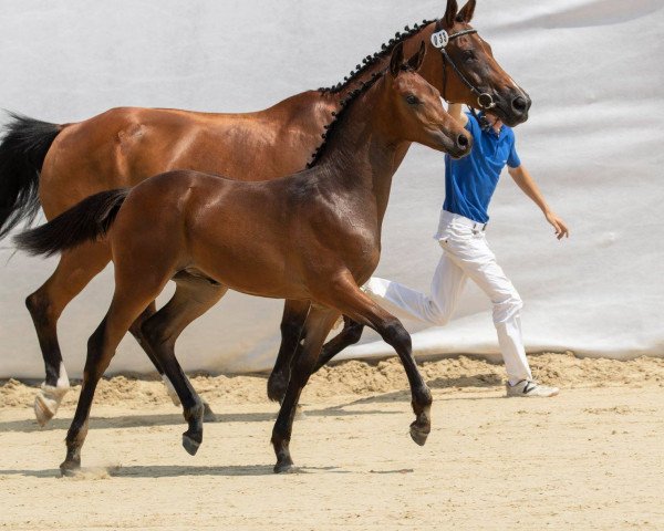 horse Centura ZFK (Swiss Warmblood, 2018, from Conteur)