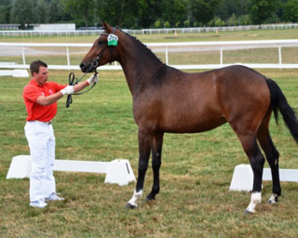 Zuchtstute Collina Zf CH (+) (Schweizer Warmblut, 2012, von Collindro R)
