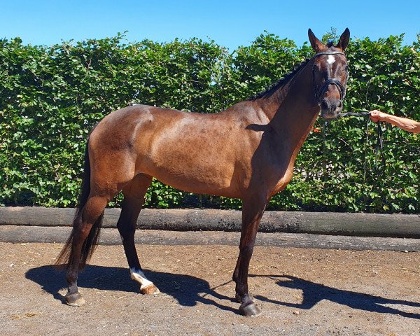 horse Vestergaard's Brianna (Danish Warmblood,  , from Quarz Ask)