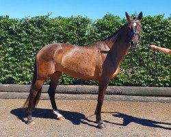 horse Vestergaard's Brianna (Danish Warmblood,  , from Quarz Ask)