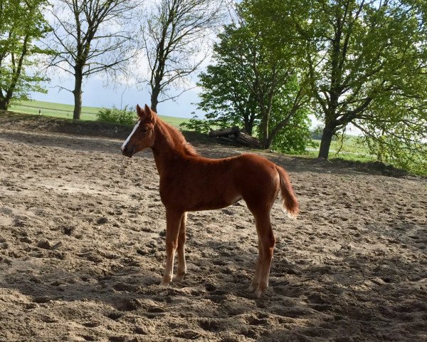 horse Hermine T (Hanoverian, 2020, from Charlie Weasley 2)
