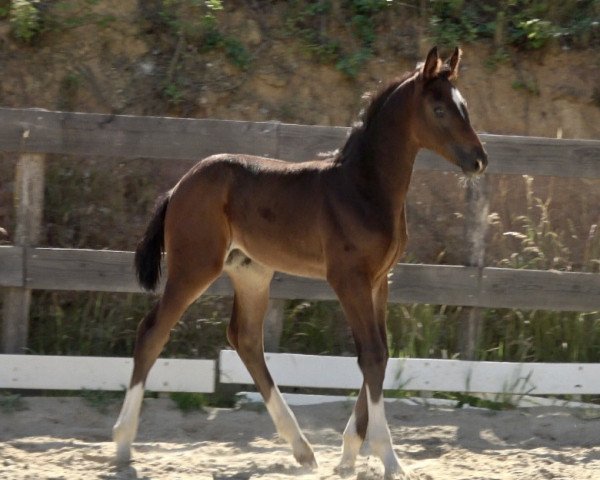 horse Finney (Hanoverian, 2020, from Fidertanz)