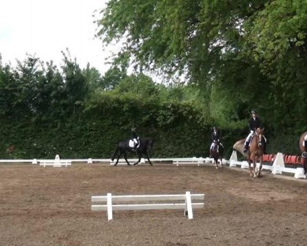 Reitturnier Willich-Anrath-Neersen 2015