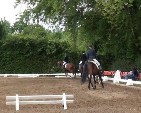 Reitturnier Willich-Anrath-Neersen 2015