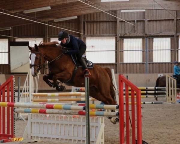 jumper Shila 150 (Bavarian, 2008, from Starlight)