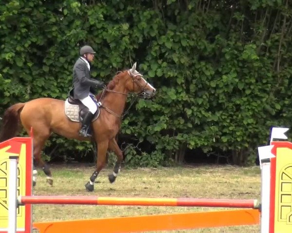 Reitturnier Willich-Anrath-Neersen 2015