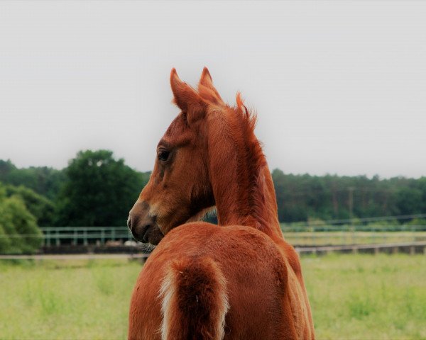 horse Looping Louis T (German Riding Pony, 2020, from Lucky One)