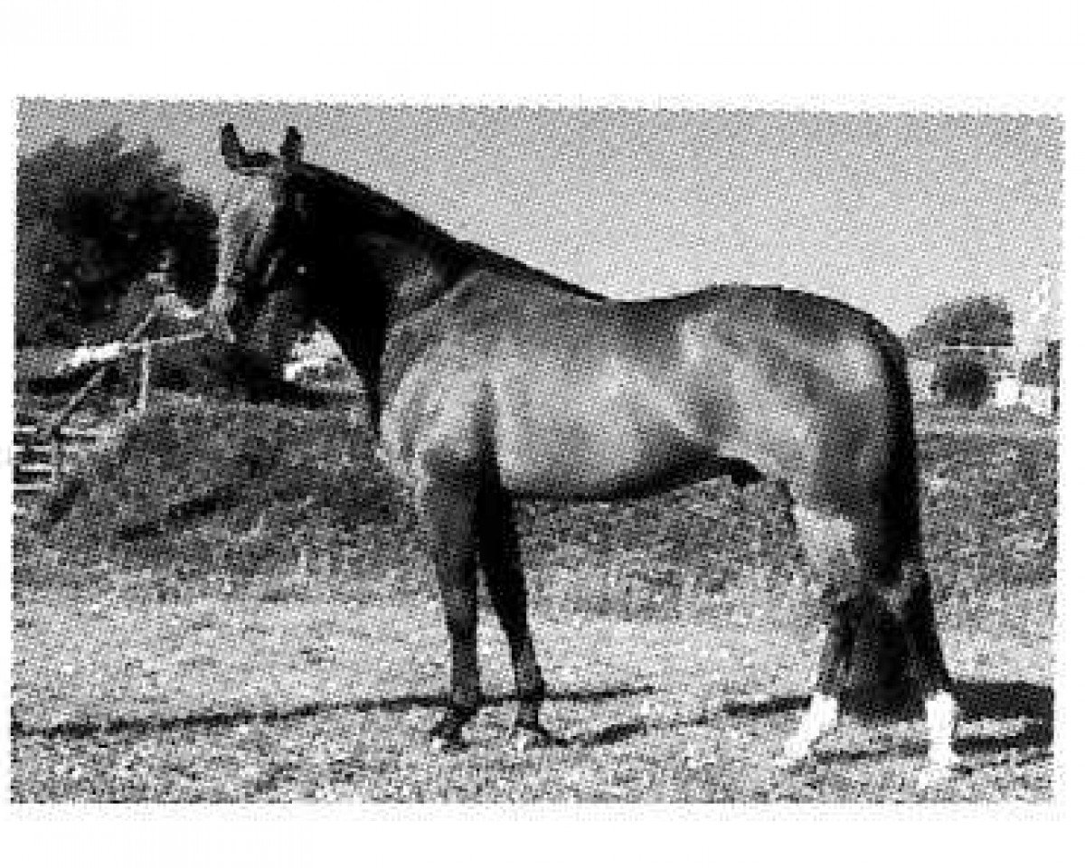 Deckhengst Apell (Hannoveraner, 1976, von Argus)