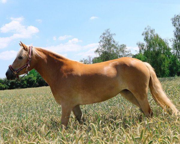 Pferd Gretel (Haflinger, 2017, von Berghem)