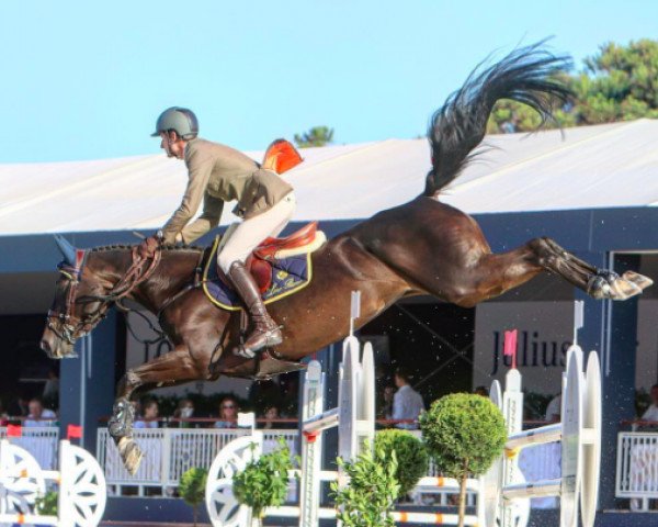 broodmare Ulane de Coquerie (Selle Français, 2008, from L'Arc de Triomphe)