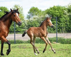 horse Bella Donna On Top NH (German Riding Pony, 2020, from Basall)