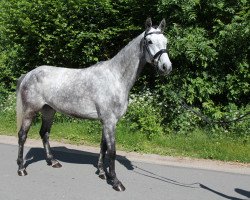 Cavallo da salto Learn to Fly (Holsteiner, 2015, di Livello)