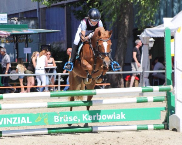 jumper Lolita 195 (German Riding Pony, 2004, from Little Angel)