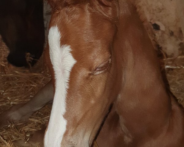 broodmare Fleige’s First Lady (Westphalian, 2020, from Fürst Samarant)