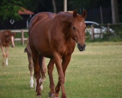 broodmare West Virginia (Westphalian, 1999, from Weltmeyer)