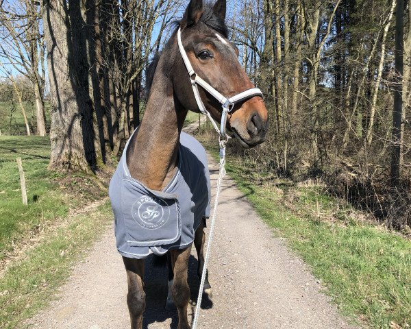 Springpferd Fachmann V (Westfale, 2003, von Florestan I)