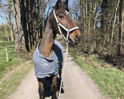 Springpferd Fachmann V (Westfale, 2003, von Florestan I)