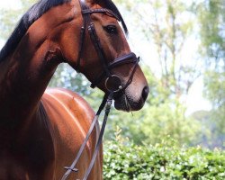 broodmare Bubbels 3 (Westphalian, 2016, from Bellini Royal)