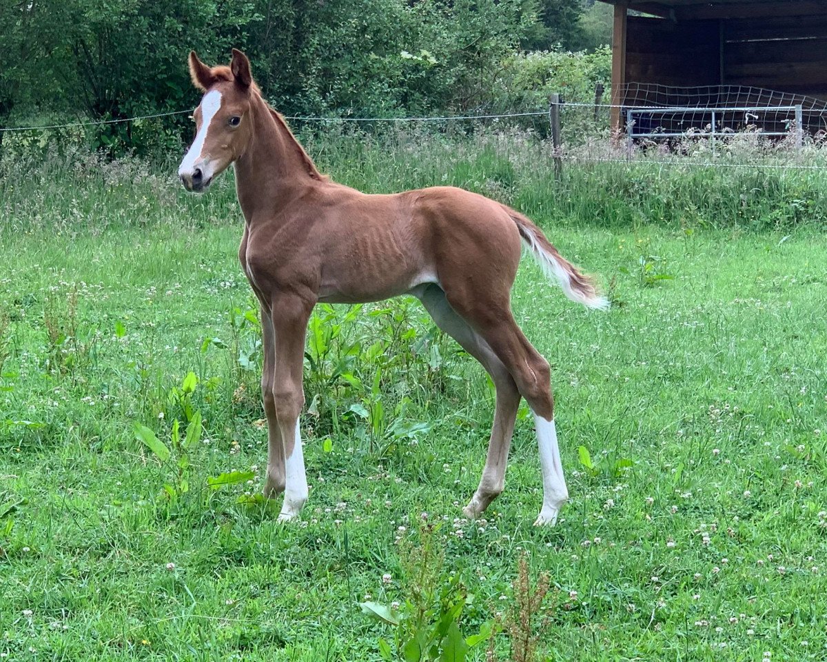 horse bella vita JD (Oldenburg, 2020, from Bon Courage 4)
