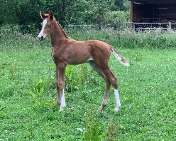 horse bella vita JD (Oldenburg, 2020, from Bon Courage 4)