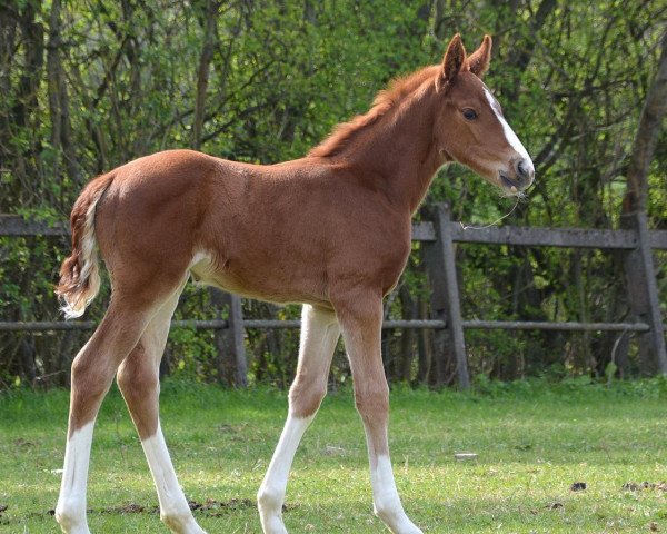 Pferd st.lucia (Oldenburger, 2017, von Sweet Hero)