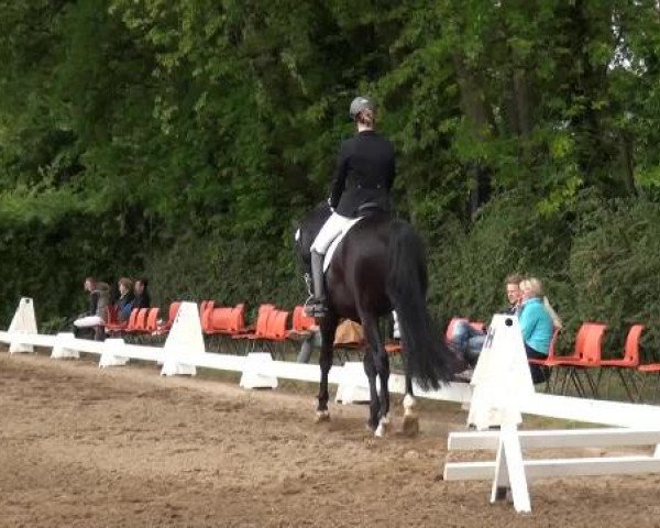 Reitturnier Willich-Anrath-Neersen 2015