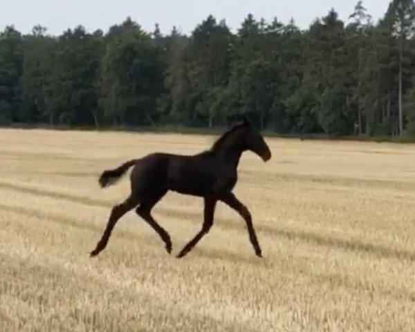 horse Mr. Murphy 9 (Oldenburg, 2019, from DSP Marc Cain)